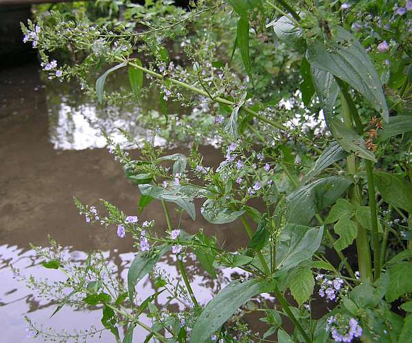 Veronica anagallis-aquatica, Water Speedwell -in Wiltshire, UK