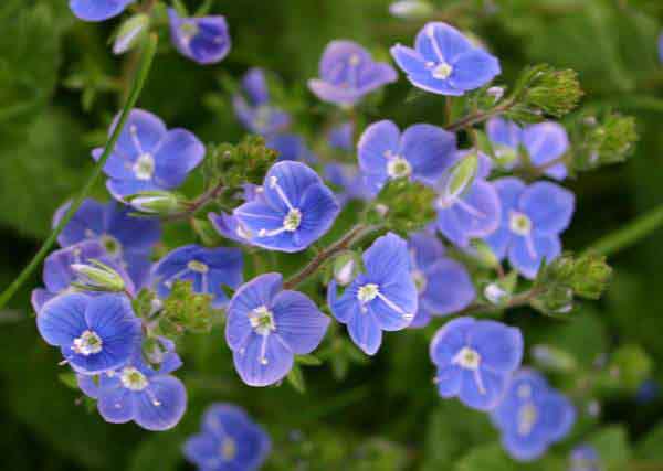 Germander Speedwell