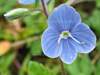 Germander Speedwell, Veronica chamaedrys