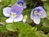 Germander Speedwell, Veronica filiformis