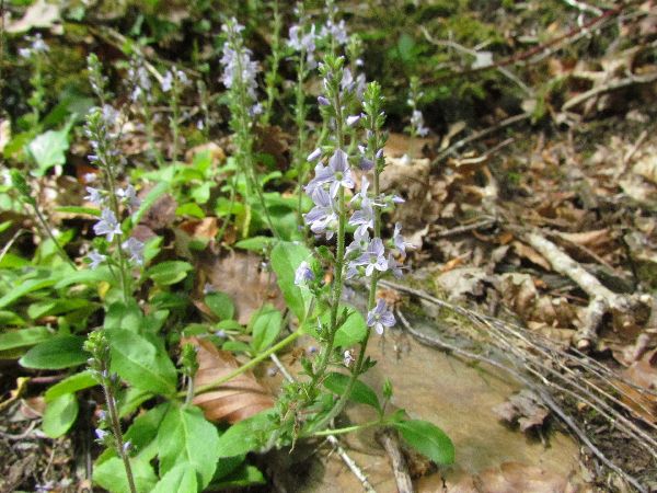 Heath Speedwell