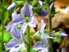 Heath Speedwell, Veronica officinalis