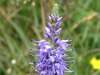 Heath Speedwell, VePyramidal Speedwell, Veronica-spicata
