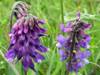 Vicia cracca, Tufted Vetch