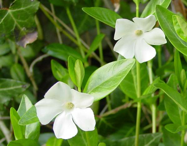 White form of Vinca minor