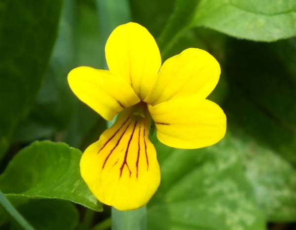 Viola biflora