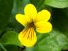 Viola bifolia