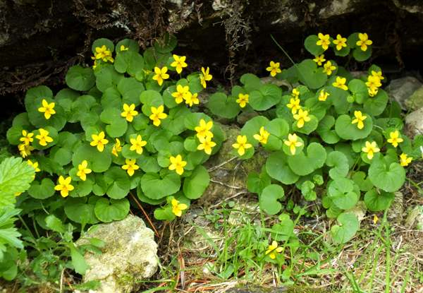 Viola biflora, Twin-flowered Violet, or Yellow Wood-violet