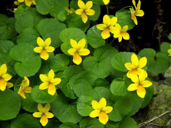 A group of Two-flowered Violets