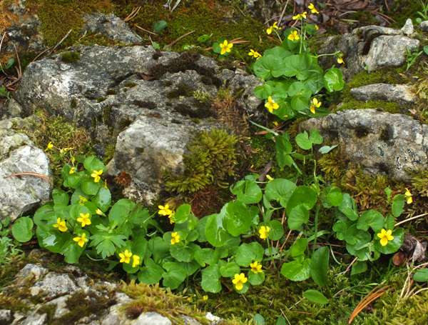 Two-flowered Violets, Italy