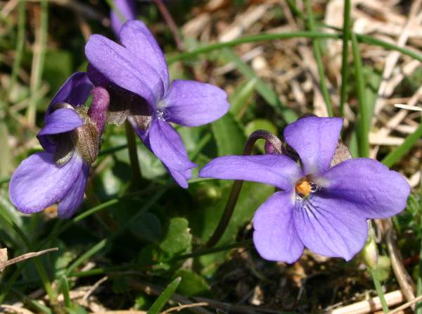 A group of Hairy Violets
