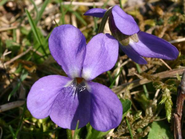 sepals of Hairy Violet are rounded
