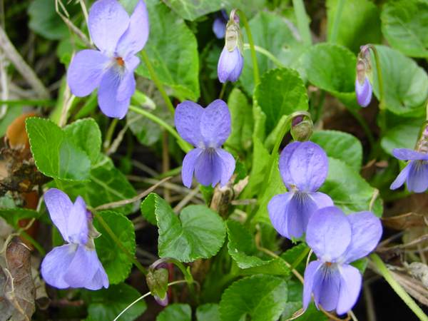 Hairy Violetsnhave elongated heart-shaped leaves