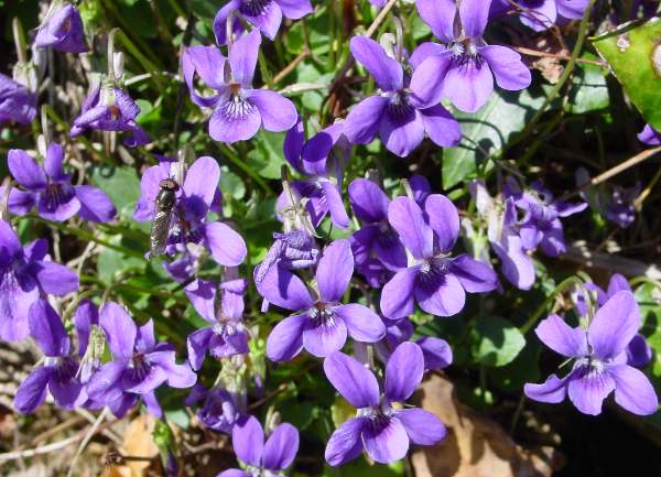 A group of Common Dog-violets