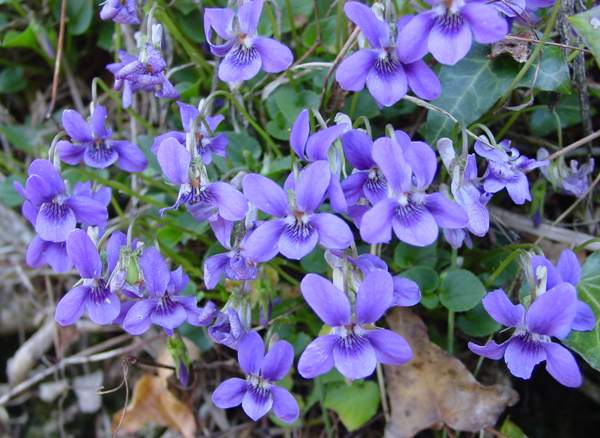 A group of Dog Violetson a woodland edge