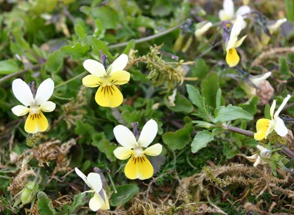 Dune Pansies, Viola tricolor ssp. curtisii