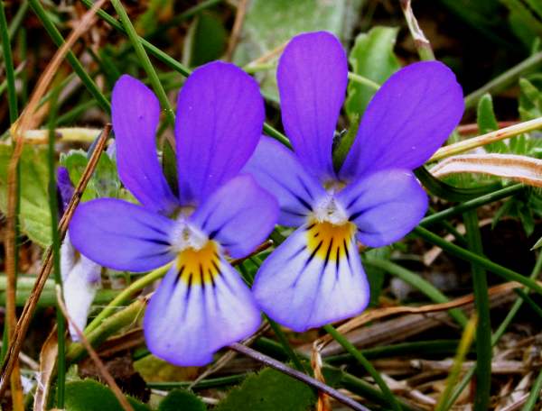 Dune Pansies, dark specimens