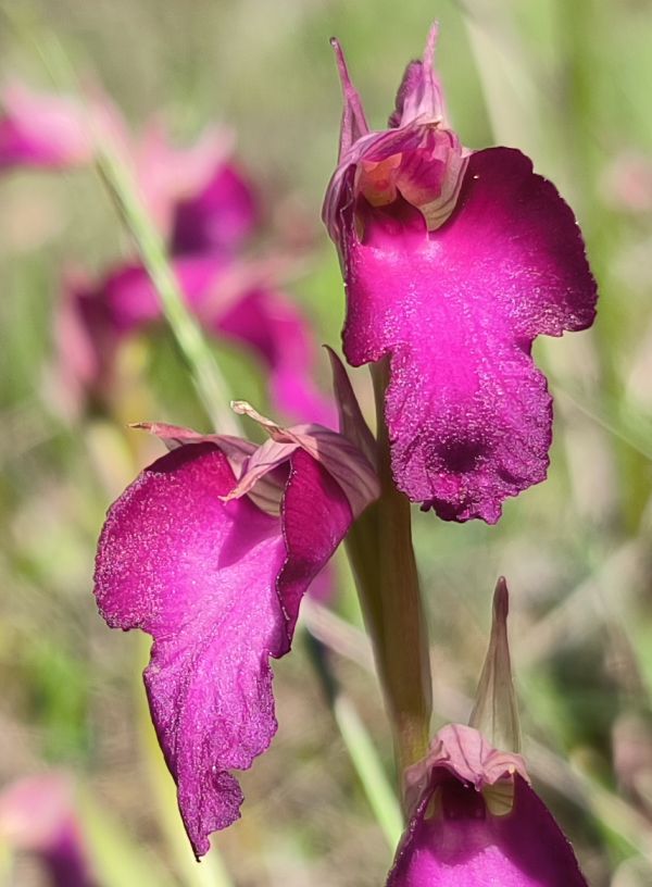 Closeup picture of the flowers of Serapicamptis capitata