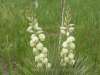 Yucca glauca