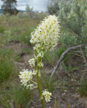 Meadow Death-camas - Zigadenus venenosus
