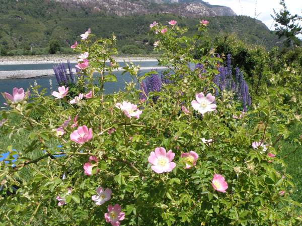 Dog roses and lupins