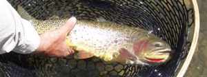 A Yellowstone Cutthroat Trout