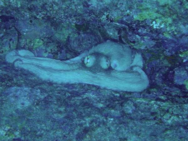 An octopus