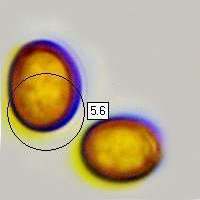 Spores of Agaricus arvensis, Horse Mushroom