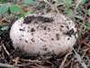 Agaricus bernardii - Dune Mushroom