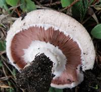 Agaricus bernardii, cap gills and stem
