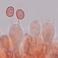 Basidia of Agaricus bisporus