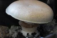 Cap of Agaricus bisporus