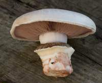 Gills of Agaricus bisporus