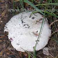 Cap of Agaricus bitorquis