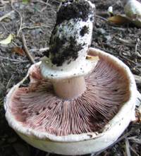 Gills and stem of Agaricus bitorquis