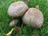 Agaricus bohusii, Medusa Mushroom