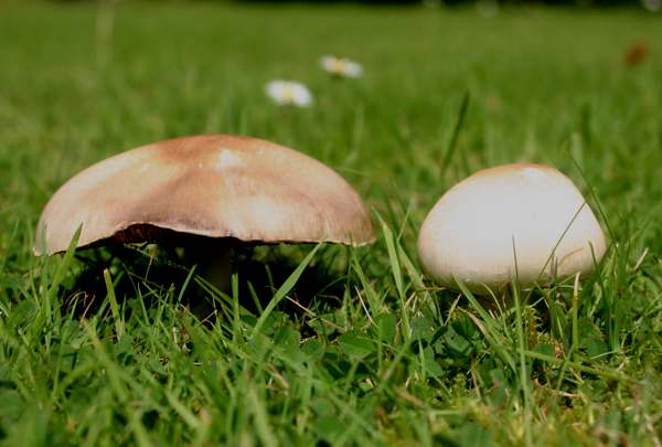 Agaricus campestris