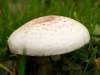 Agaricus comtulus, Mini Mushroom