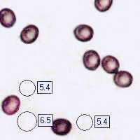 Spores of Agaricus devoniensis