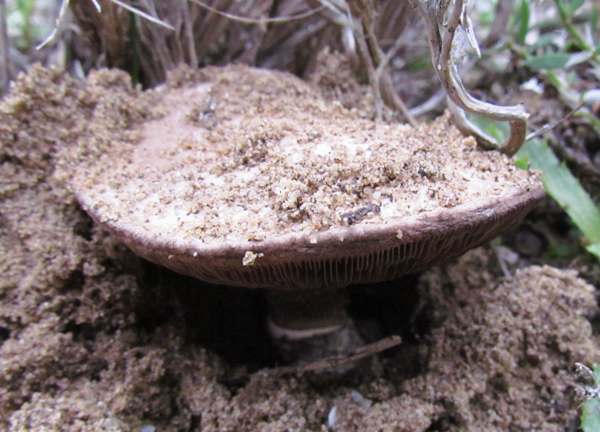 Agaricus devoniensis