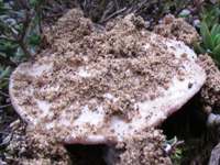 Cap of Agaricus devoniensis