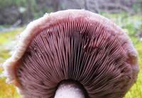 Gills of Agaricus devoniensis