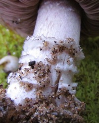 Stem of Agaricus devoniensis