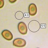 Spores, Agaricus impudicus