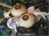 Agaricus impudicus