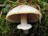 Agaricus moelleri, Inky Mushroom