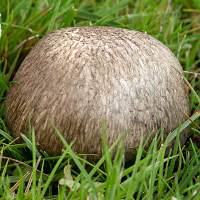 Cap of Agaricus porphyrocephalus