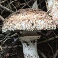 Cap of Agaricus subperonatus