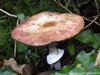 Agaricus sylvaticus, Blushing Wood Mushroom