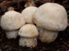 Agaricus urinascens, Macro Mushroom
